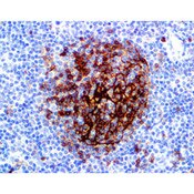 CD23, antibody
